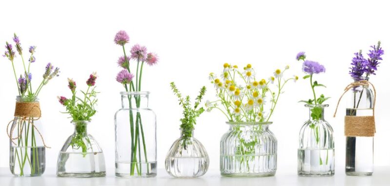 Les plantes et leurs pouvoirs :  techniques uniques et sur mesure avec Jojoba care